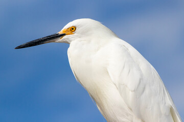 Snowy Egret perched and watching the beach. Closeup view of this magnificent bird.