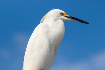 Snowy Egret perched and watching the beach. Closeup view of this magnificent bird.