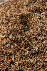 Rote Waldameisen auf einem Ameisenhuegel,. 
 Thueringen, Deutschland, Europa  --
Red wood ants on an anthill. Thuringia, Germany, Europe