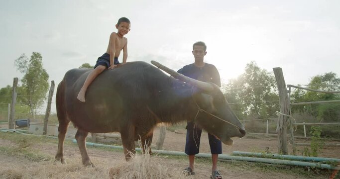 A father in traditional clothes and a son who sitting on a buffalo's back joyfully. They are Asian farmer family smiling , feeding and caring for buffalo on a foothill in a countryside. 