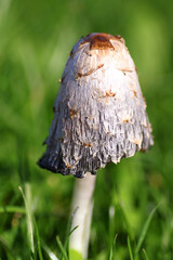 Mushroom in the grass