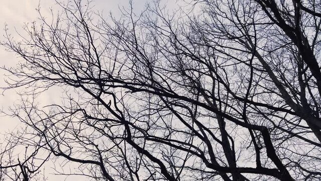 Bare tree branches against the sky in deep autumn, sadness and depression