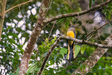 Ward's trogon (Harpactes wardi) at Udayak Pass, Lohit Valley, Arunachal Pradesh, India