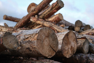 A raft of timber logs to be used as firewood in winter.