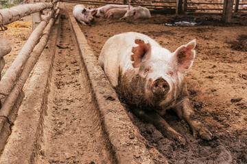 Muddy pigs stretched out on manure on a farm