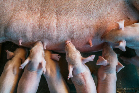 Aerial view of a group of piglets suckling a sow on a farm