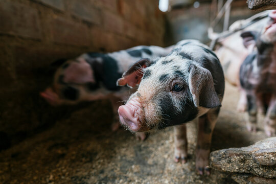 Small pink and black pig in a farm with other pigs