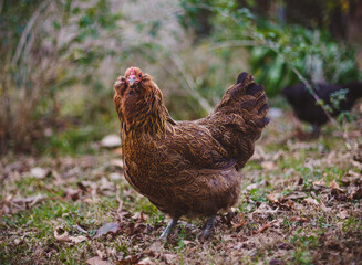 Americauna hen looking at camera