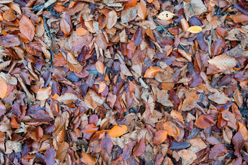 Fall background with yellow and red leaves on the ground