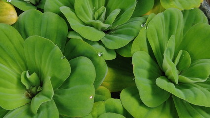 Obraz premium pistia plants with water drops