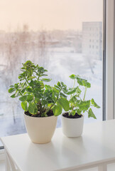 green house plants by window in winter