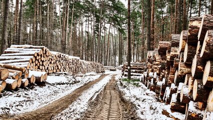 Wycinka drzew zimą w lesie, ścięte pnie drzew ułożone przy drodze przysypane śniegiem.