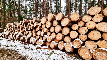 Wycinka drzew zimą w lesie, ścięte pnie drzew ułożone przy drodze przysypane śniegiem. © Aneta