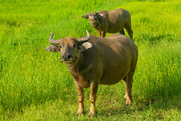 A water buffalo eating grass in the green field. Water buffalo or domestic water buffalo is a large bovid originating in the Indian subcontinent, Southeast Asia, and China