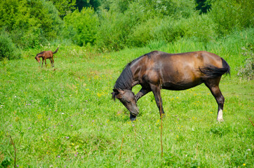 two horses grazing