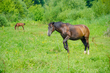 two horses grazing