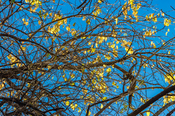 branches against blue sky