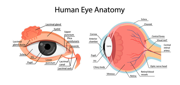 anatomy of a healthy eye. cartoon style
