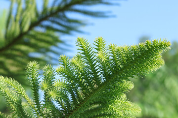 Tender evergreen tree branch. beautiful natural background. Branch on the sky background. silhouette of a Christmas tree branch. Evergreen tree of Turkey. park in turkey. Green background. Ecology