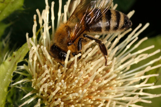 Honigbiene auf einer Kohldistel. Sie suchen dort Nektar und Pollen. Thueringen, Deutschland, Europa  -- Honey bee on a cabbage thistle. They are looking for nectar and pollen there. Thuringia, Germany