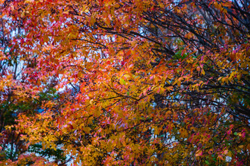 Beautiful and colorful leaves