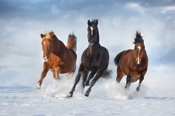 Beautiful  horses run gallop in snow field