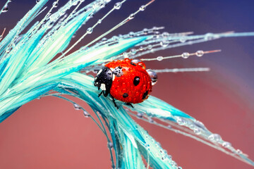 Extreme macro shots, Beautiful ladybug on flower leaf defocused background.