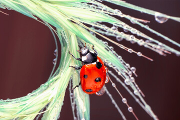 Extreme macro shots, Beautiful ladybug on flower leaf defocused background.