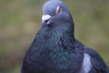 close up of a pigeon