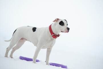 portrait of white staffordshire terrier with toy posing at snowing gulf. winter