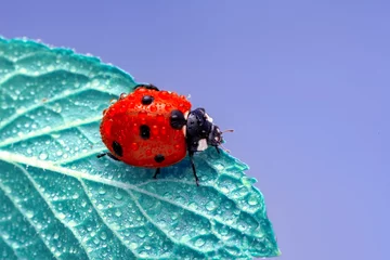 Fototapeten Extreme macro shots, Beautiful ladybug on flower leaf defocused background. © blackdiamond67