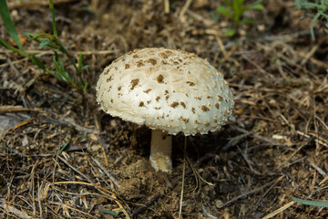 Amanita vittadinii (Latin: Saproamanita vittadinii) mushroom. The mushroom was given a specific name in honor of the doctor and mycologist Carlo Vittadini. Young specimen close up.