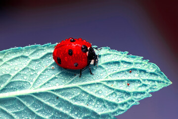 Extreme macro shots, Beautiful ladybug on flower leaf defocused background.