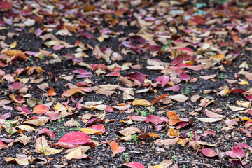 autumn leaves on the ground