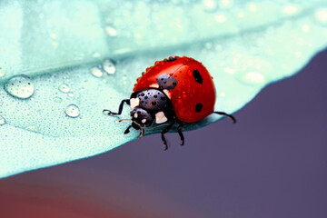 Extreme macro shots, Beautiful ladybug on flower leaf defocused background.