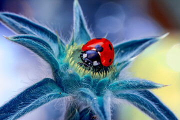 Extreme macro shots, Beautiful ladybug on flower leaf defocused background.