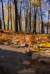 autumn in the forest