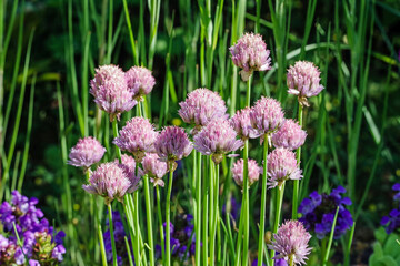 a clump of flowers on tall stems with blooming pink ball-shaped flowers against a green background of plants