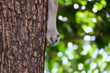 Squirrel eating food on the tree.