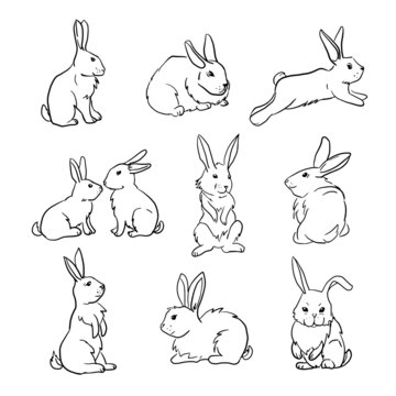Collection of cute rabbit in different poses. Set of hand drawn vector illustrations of bunny