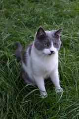 Handsome cat sitting on the green grass.