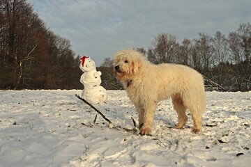 Goldendoodle neben Schneemann mit Nikolausmütze