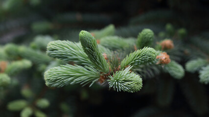 Young Christmas spruce tree with small cones. Summer green spruce in the forest.Christmas wallpaper concept. Detail of fresh spruce branch in forest. Selective soft focus, shallow depth of field.