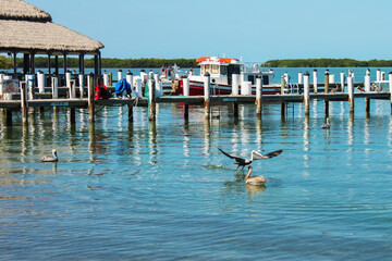 Pelicans land on wooden pier and on the water near a tiki hut with a tugboat and a pleasure boat in...