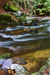 Fototapeta premium stream in the forest