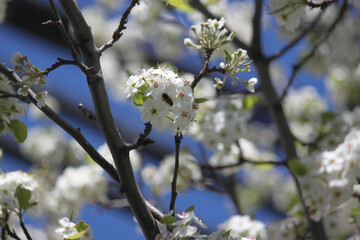 Spring blooming tree with white flowers and a pollenating bee