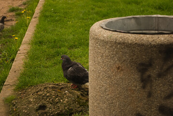 Obraz premium pigeons in the park