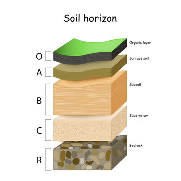 layers of the soil. A cross section of a soil