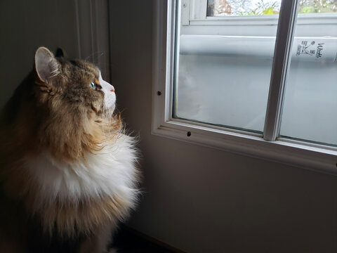 A ragamuffin cat staring intently to the outdoors