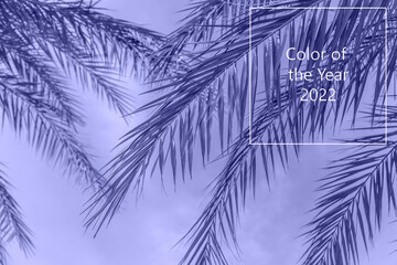 Palm leaves against the sky. very peri, Color of the year, 2022, blue, purple, Selective focus.